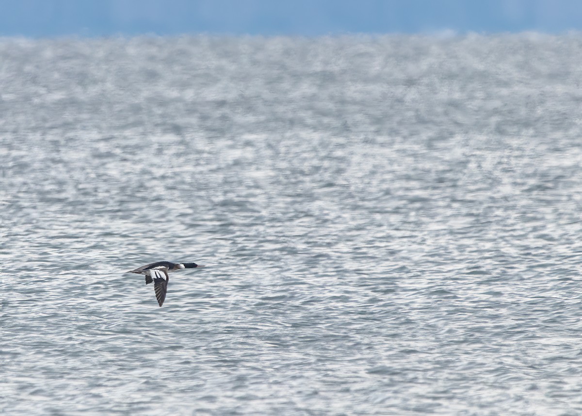 Red-breasted Merganser - ML624102057