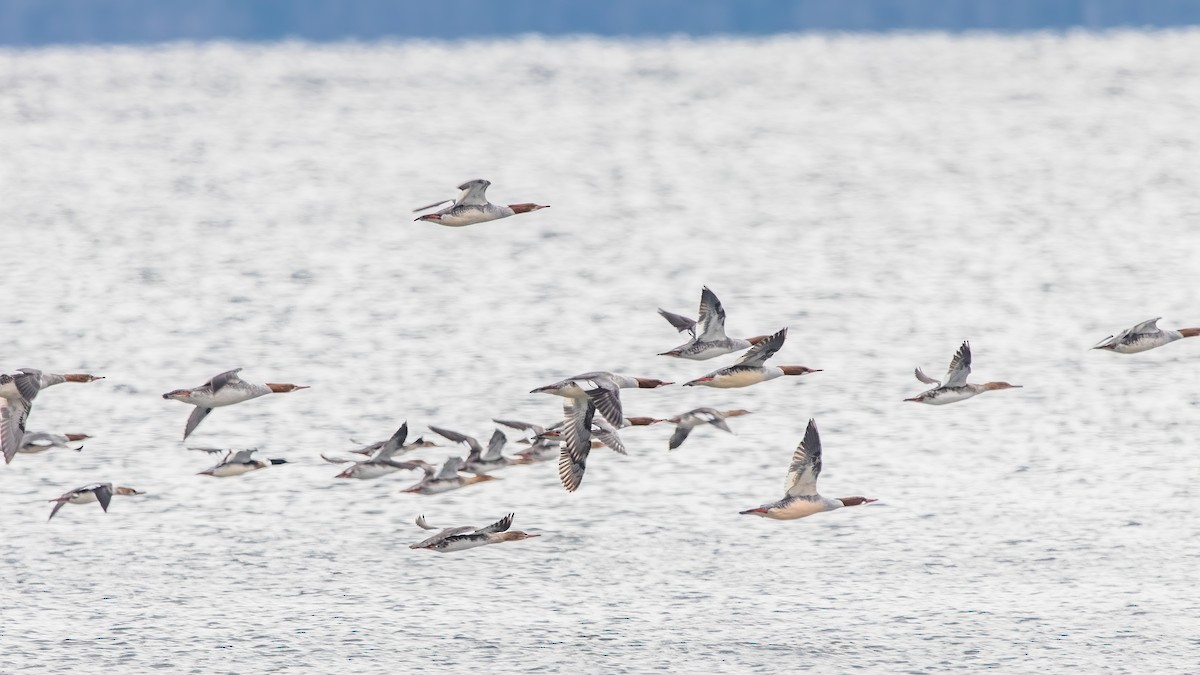 Red-breasted Merganser - Kimberlie Dewey