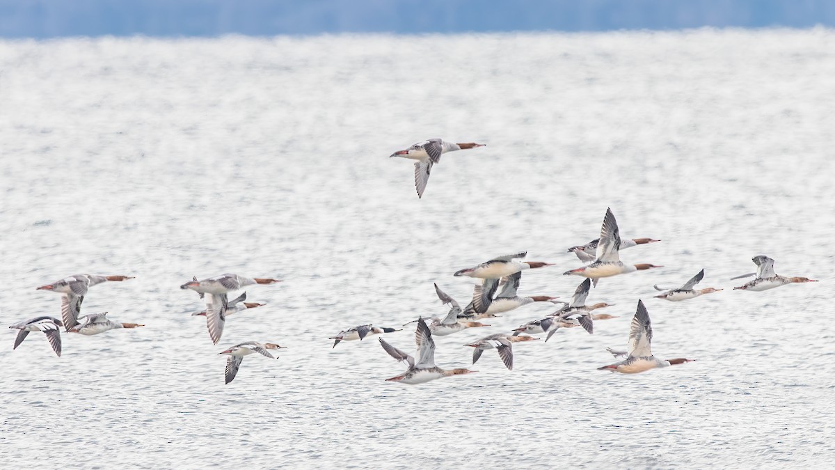 Red-breasted Merganser - ML624102060