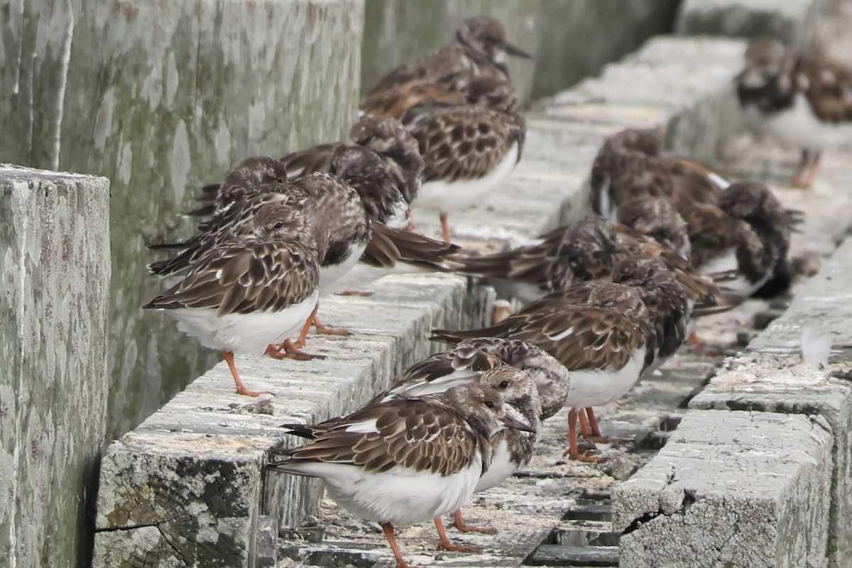 Ruddy Turnstone - ML624102067