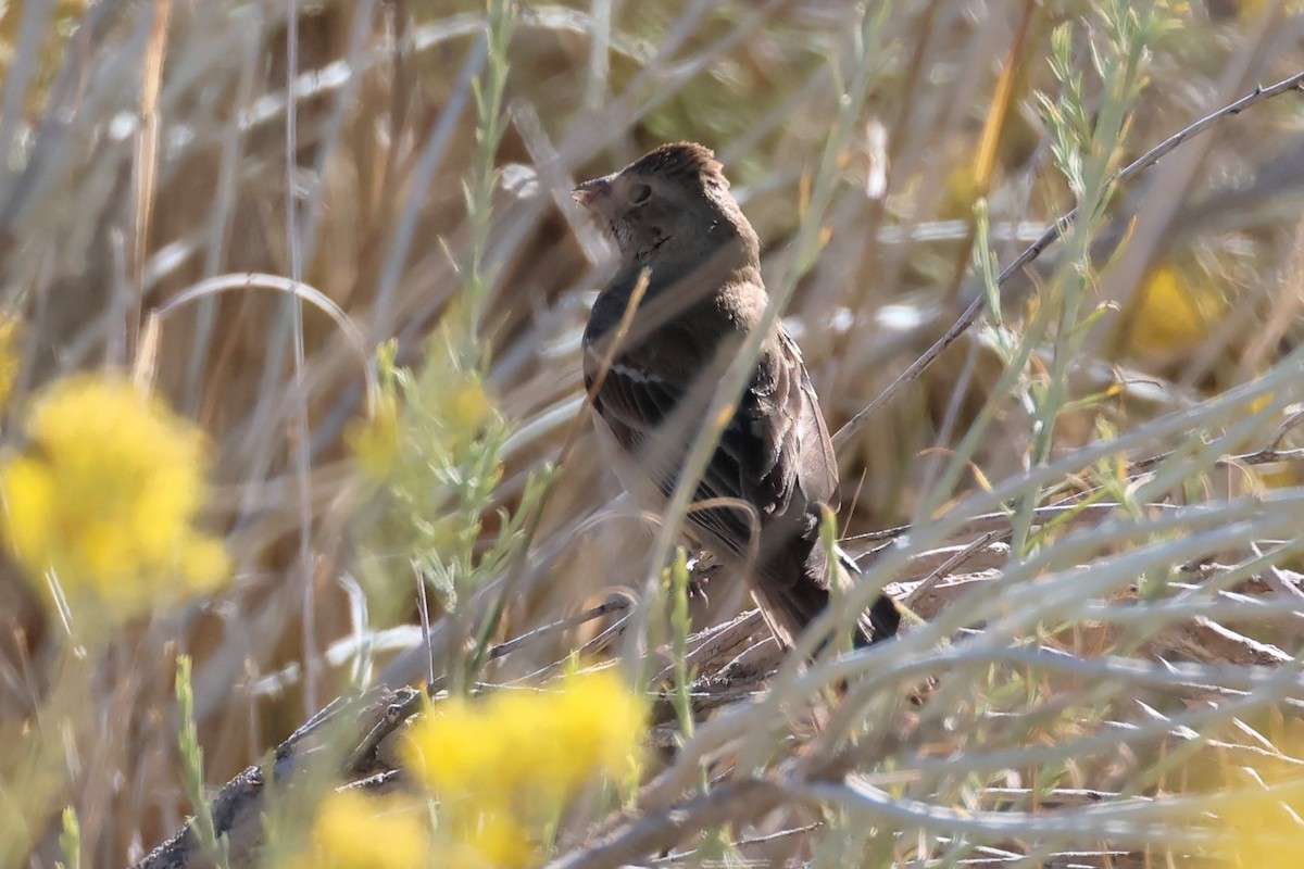 Passerin azuré ou P. indigo - ML624102068