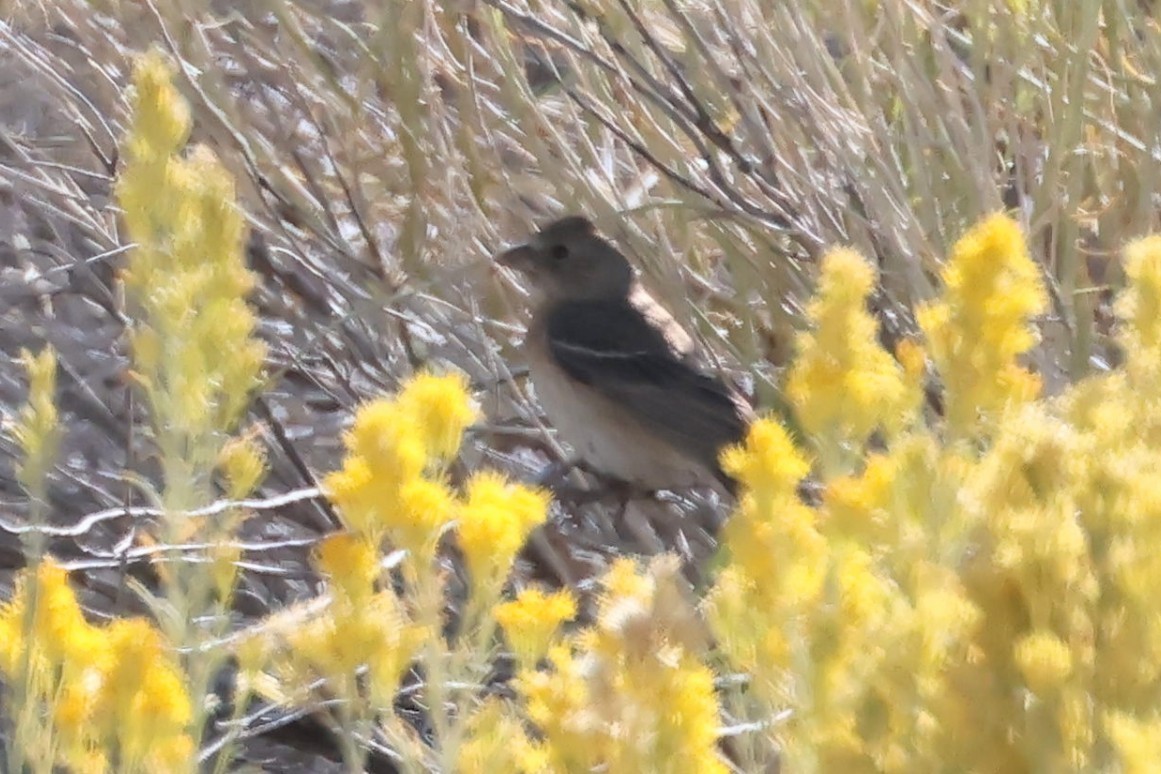 Passerin azuré ou P. indigo - ML624102069