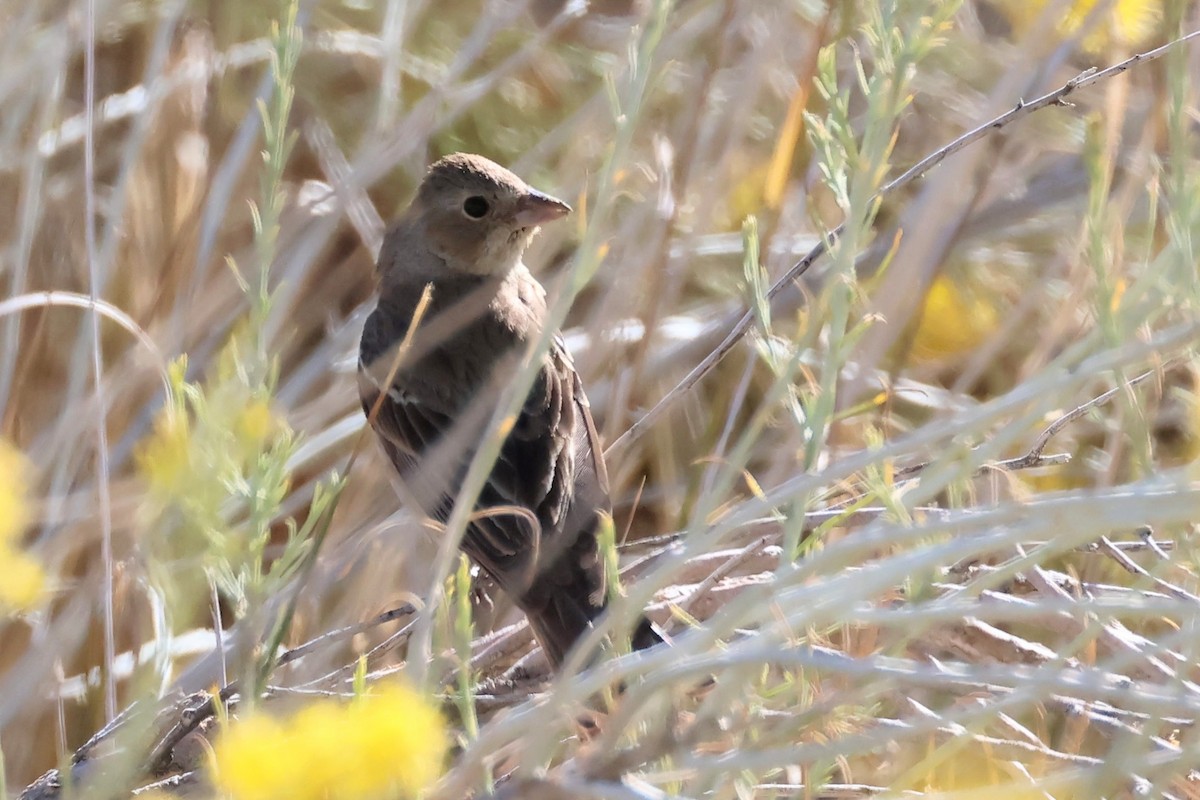 Passerin azuré ou P. indigo - ML624102070