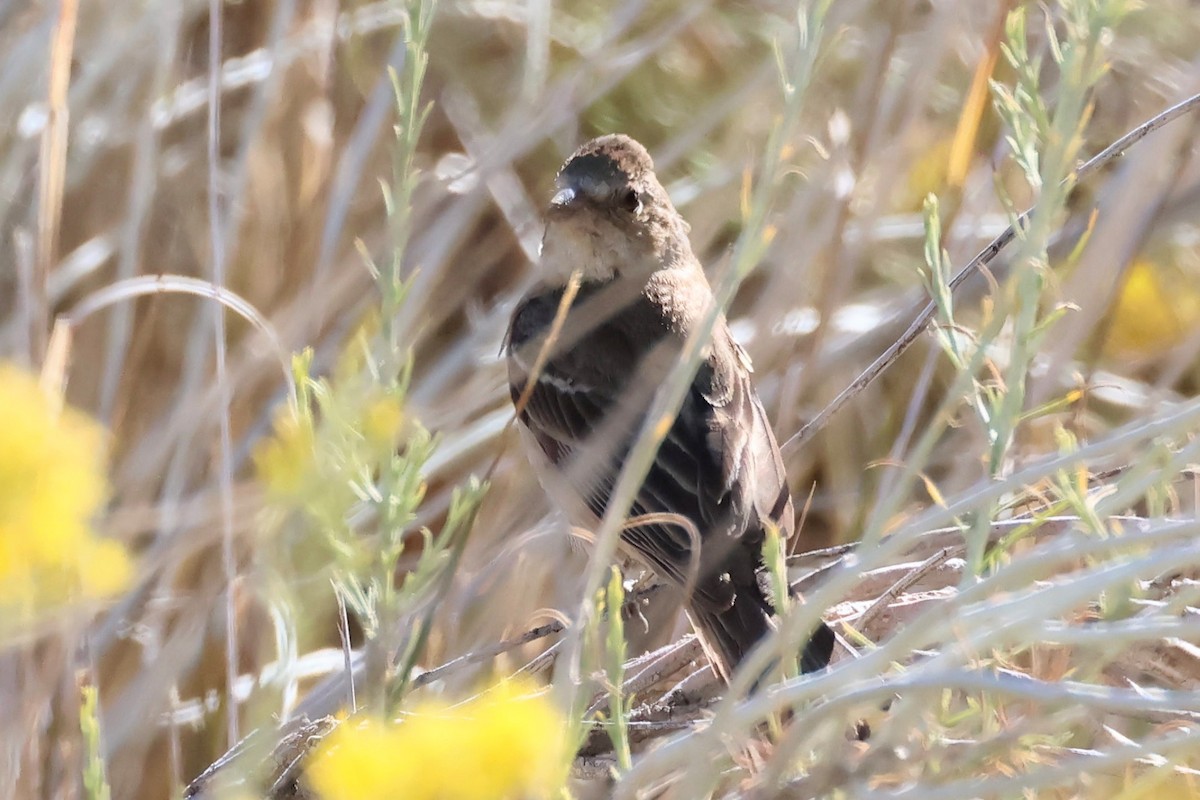 Passerin azuré ou P. indigo - ML624102072