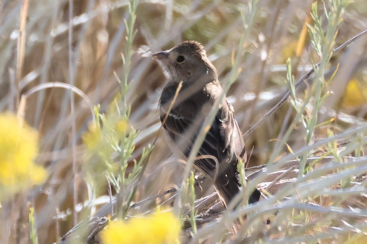 Passerin azuré ou P. indigo - ML624102073