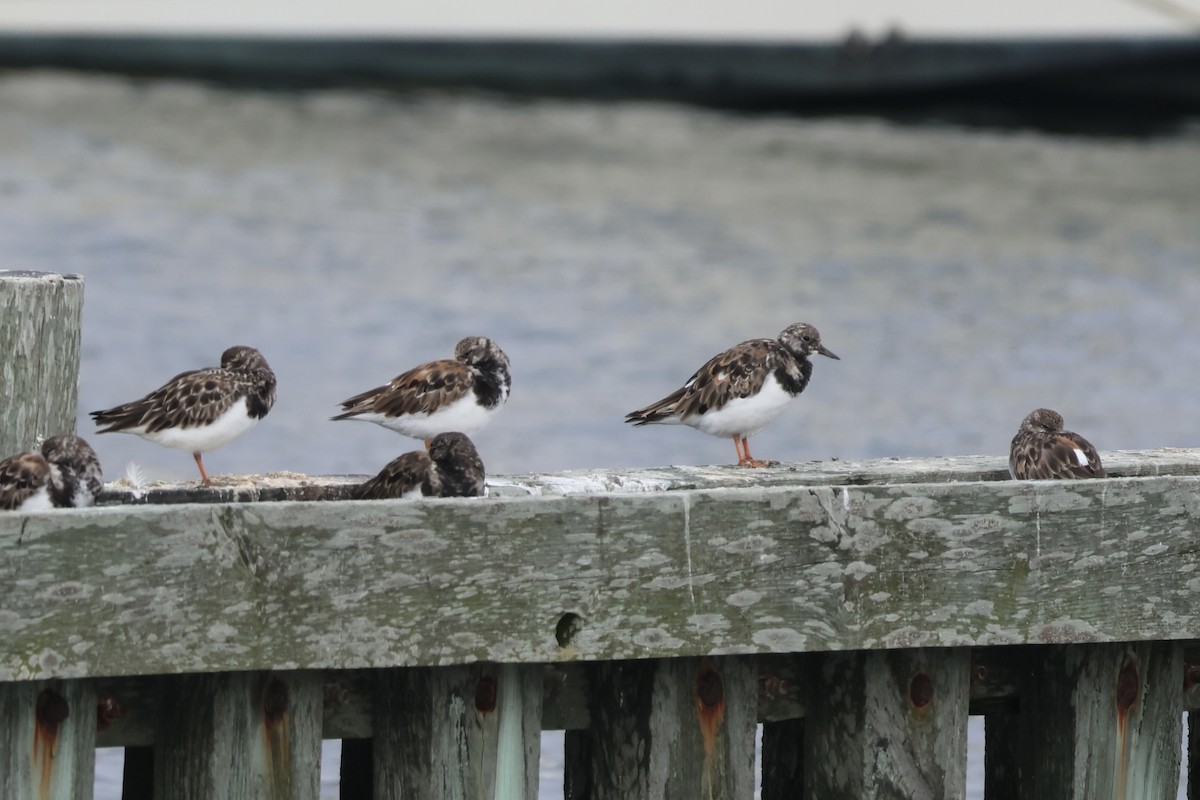 Ruddy Turnstone - ML624102074