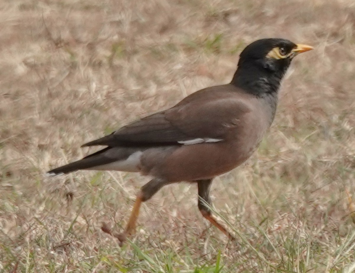 Common Myna - ML624102078