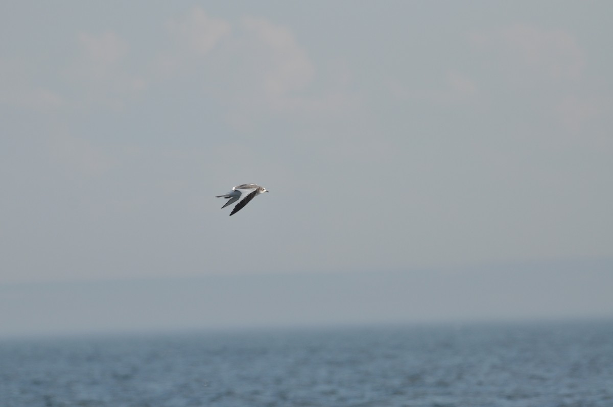 Sabine's Gull - ML624102079