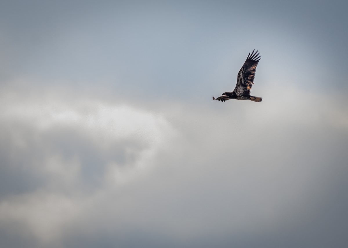 Bald Eagle - ML624102089