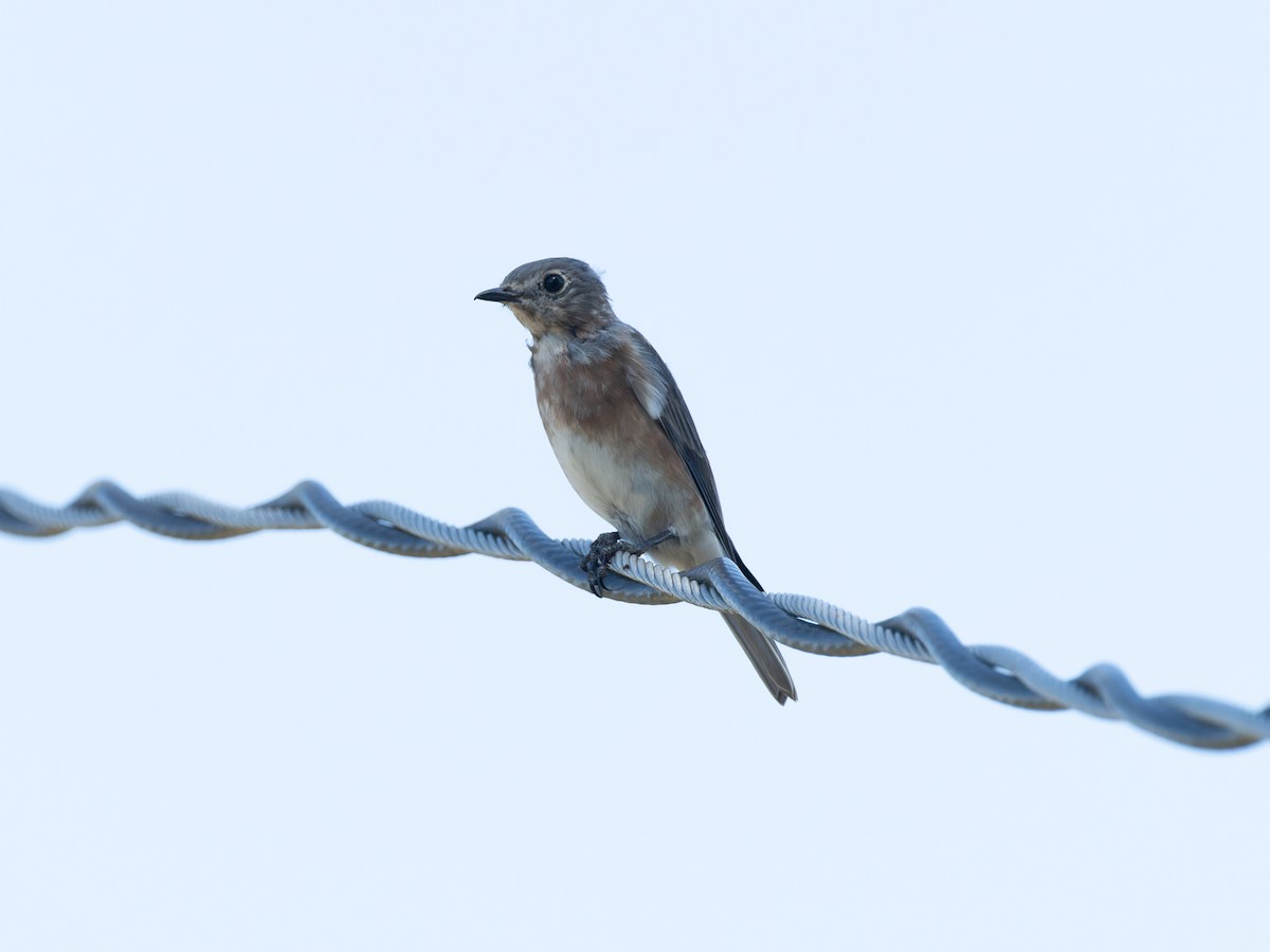 Eastern Bluebird - ML624102096