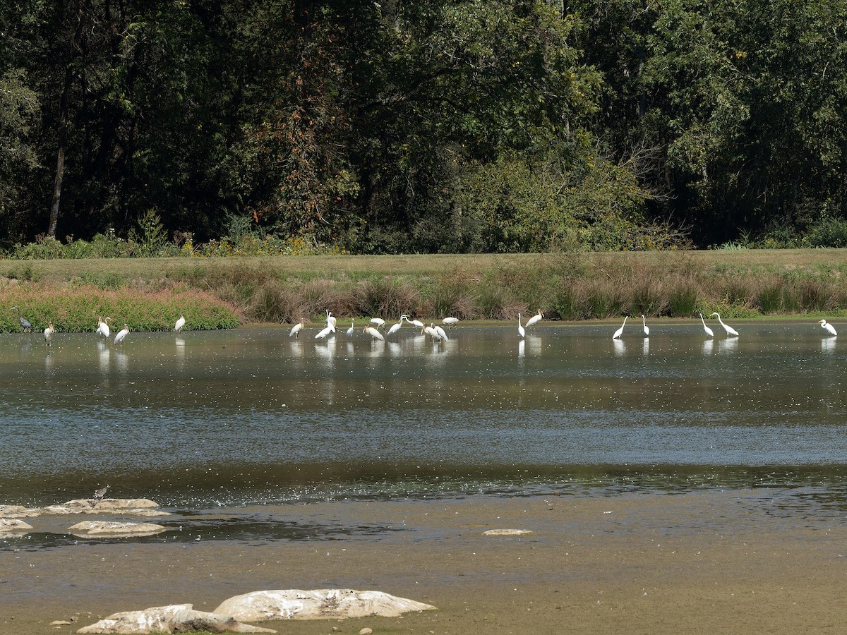 Great Egret - ML624102099