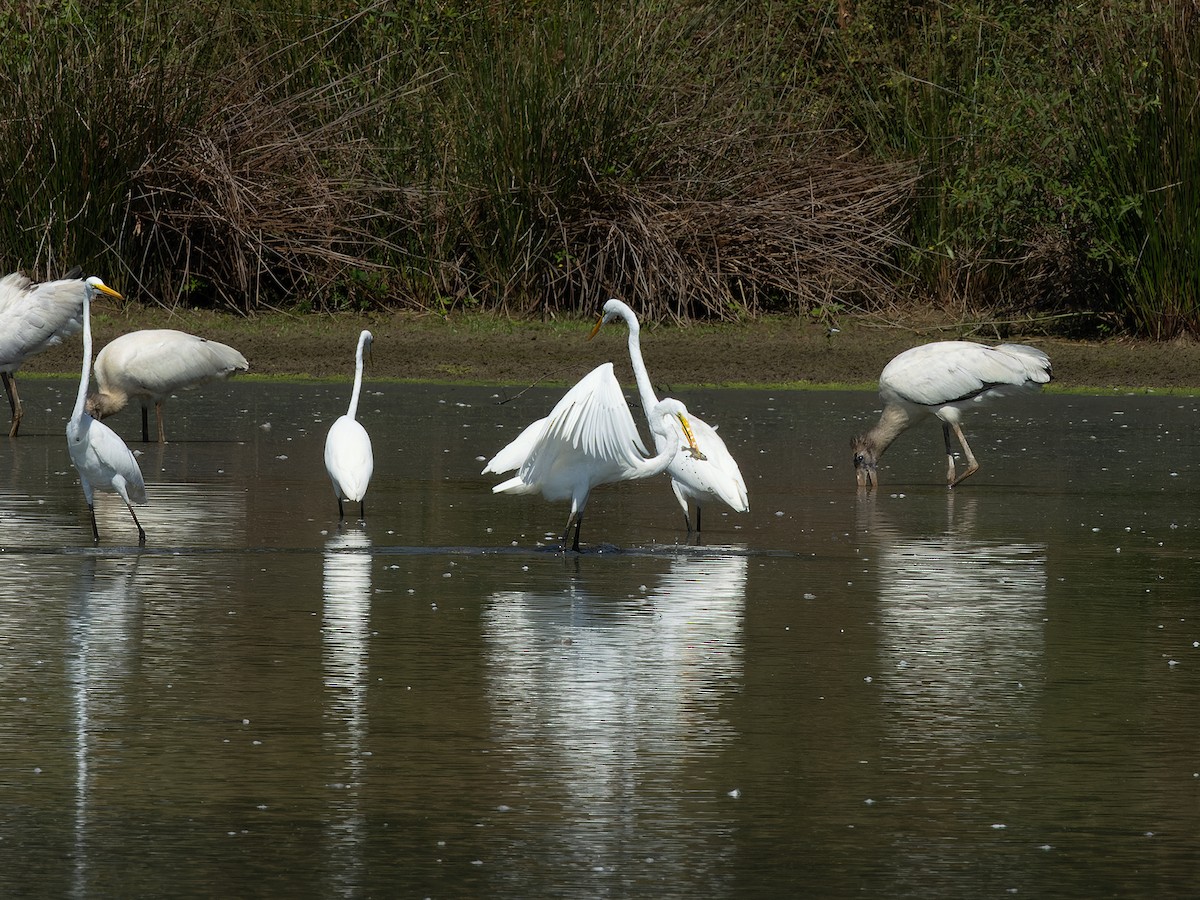 Great Egret - ML624102103