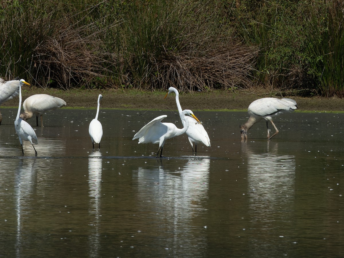 Great Egret - ML624102106