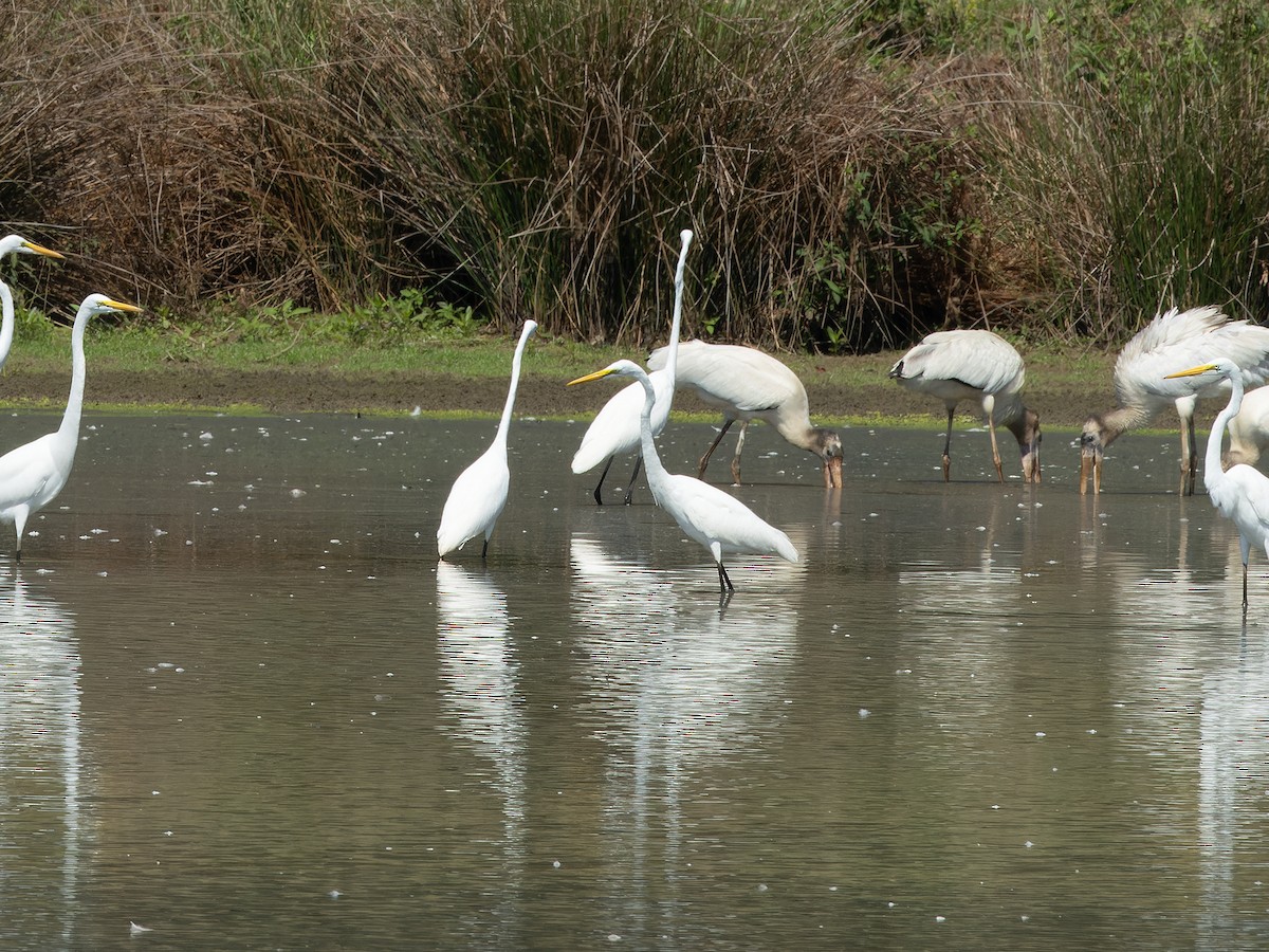 Great Egret - ML624102110