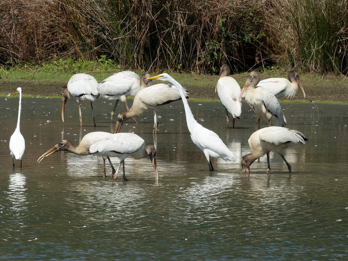 Great Egret - ML624102114