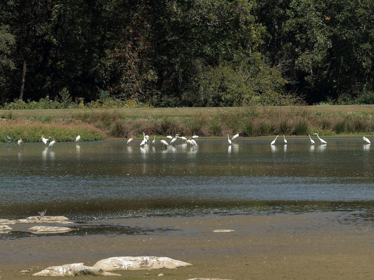 Wood Stork - ML624102119