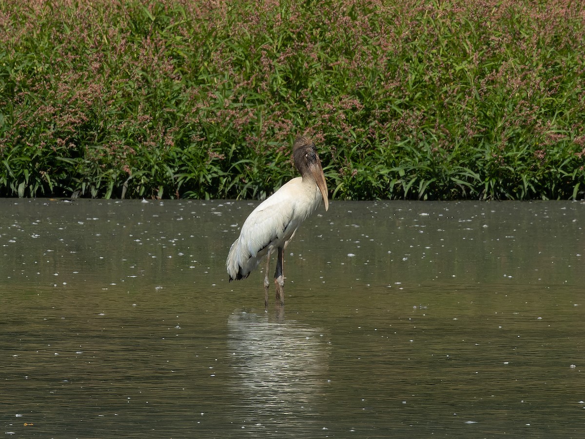 Wood Stork - ML624102123