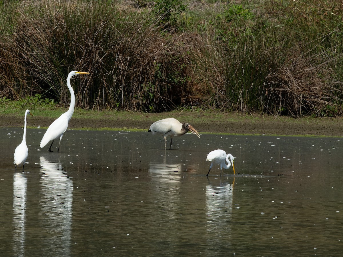 Wood Stork - ML624102125