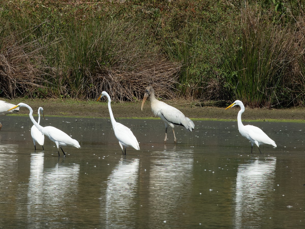 Wood Stork - ML624102126