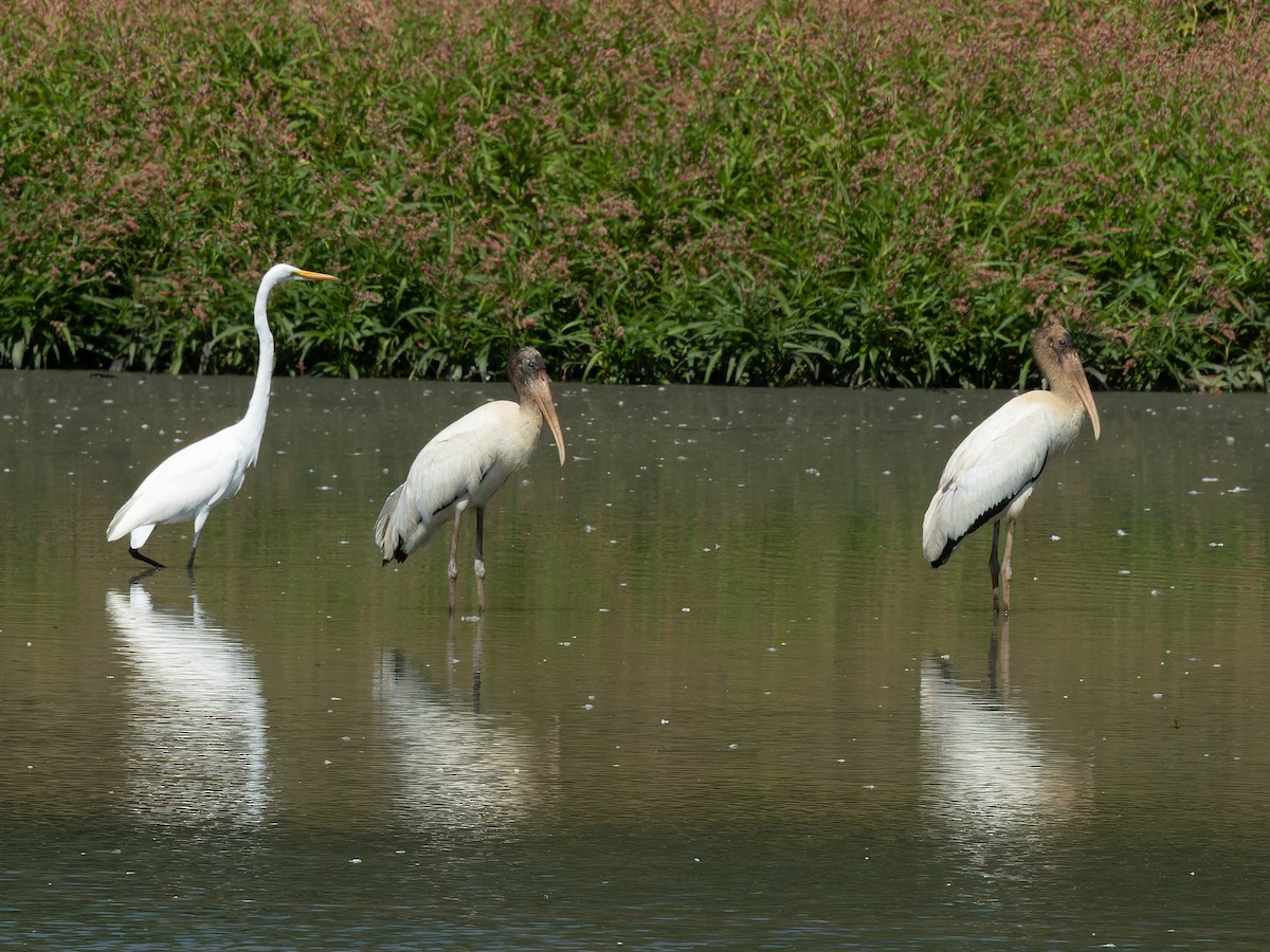 Wood Stork - ML624102127