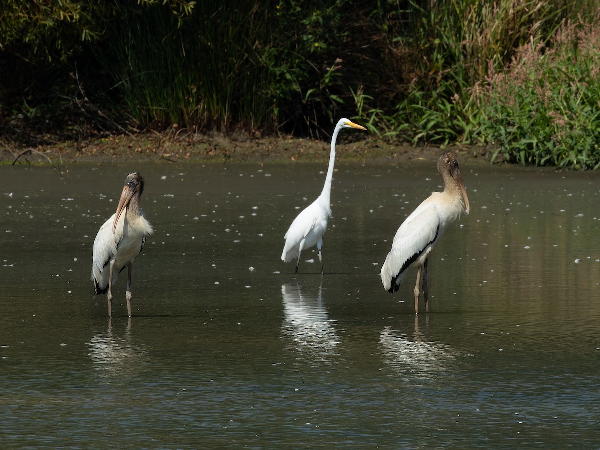 Wood Stork - ML624102129