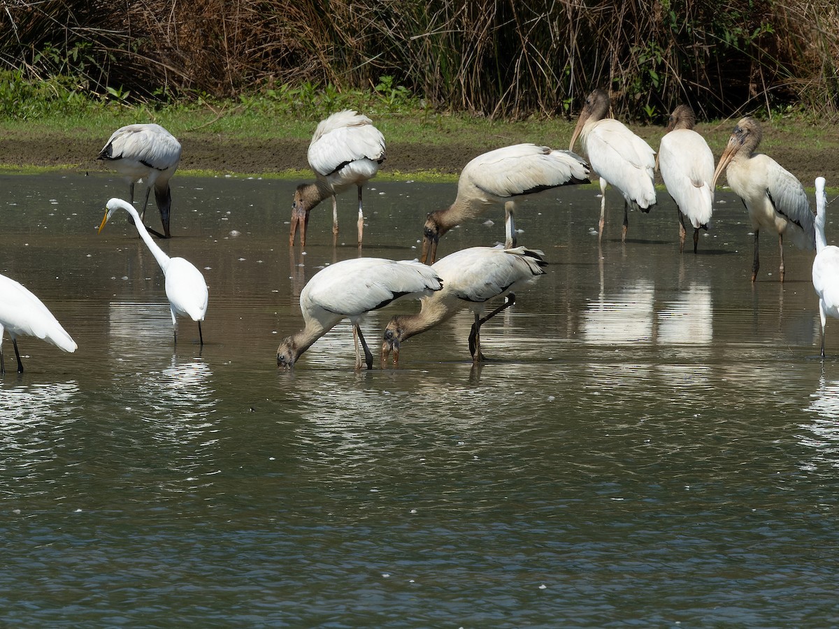 Wood Stork - ML624102130