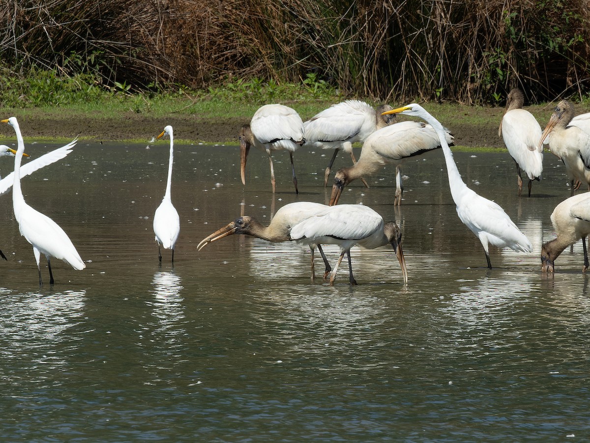 Wood Stork - ML624102134