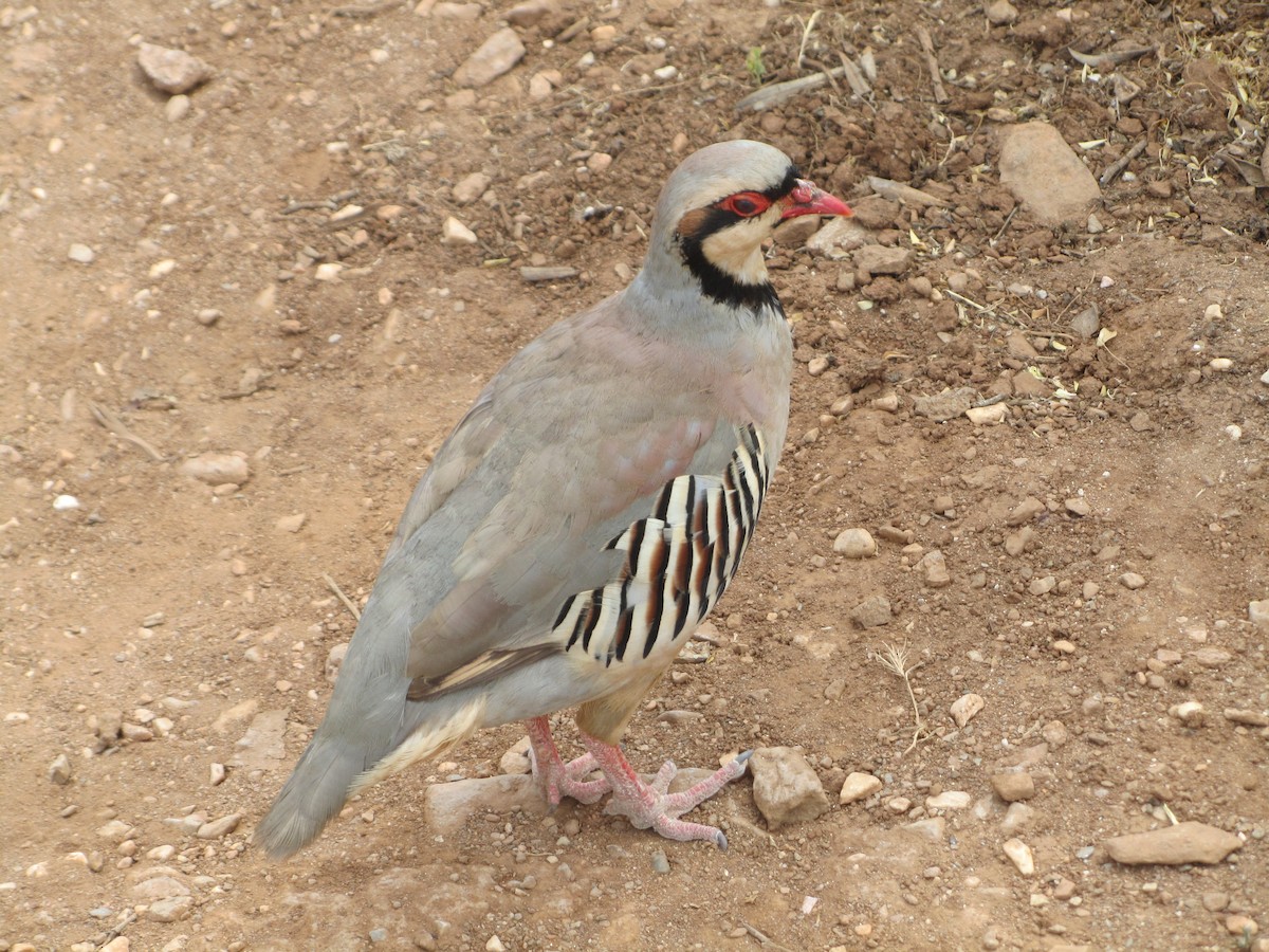 Chukar - ML624102137