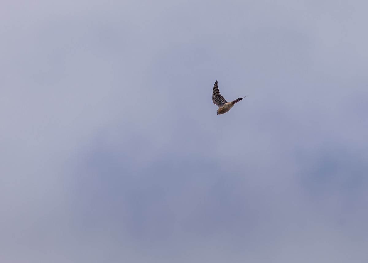 American Kestrel - ML624102157