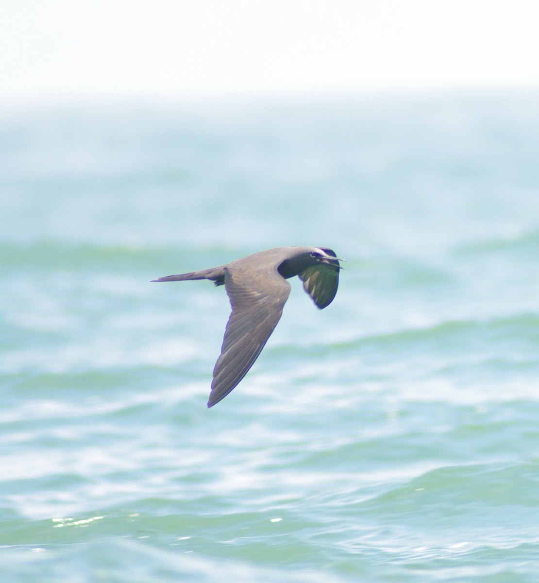 Brown Noddy - ML624102162