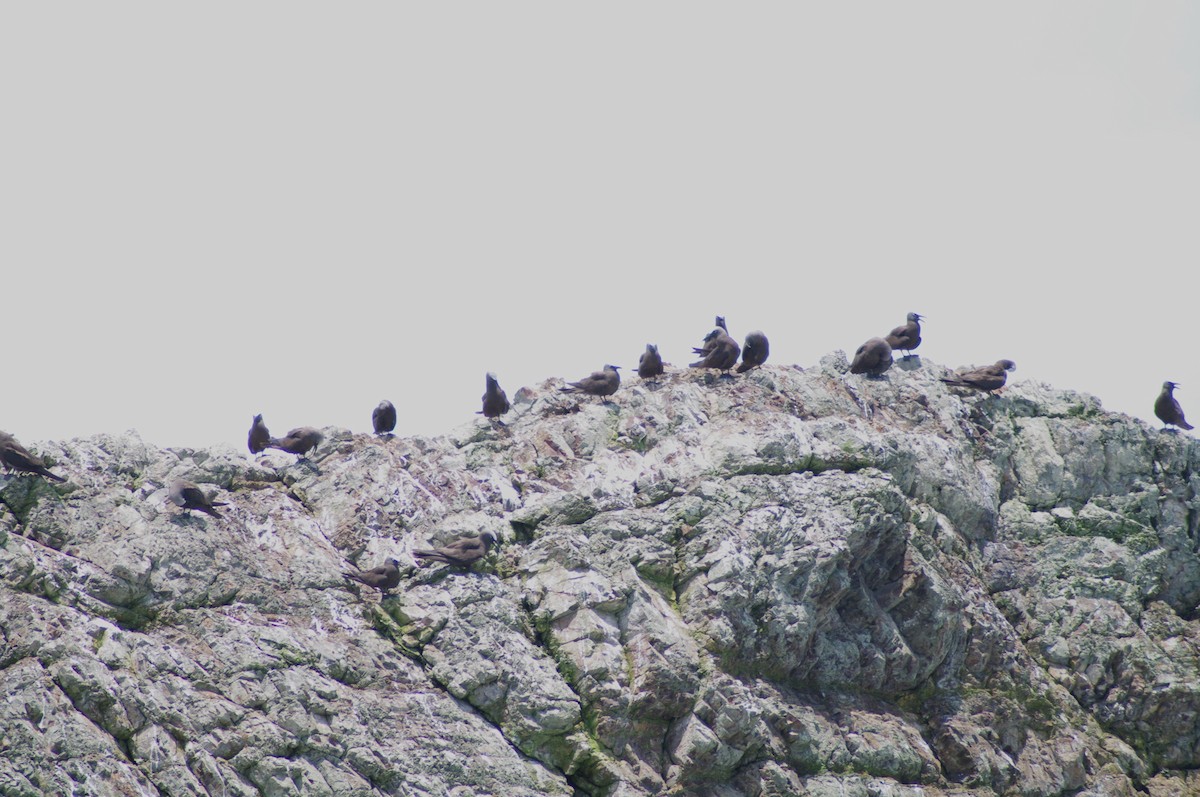 Brown Noddy - ML624102163