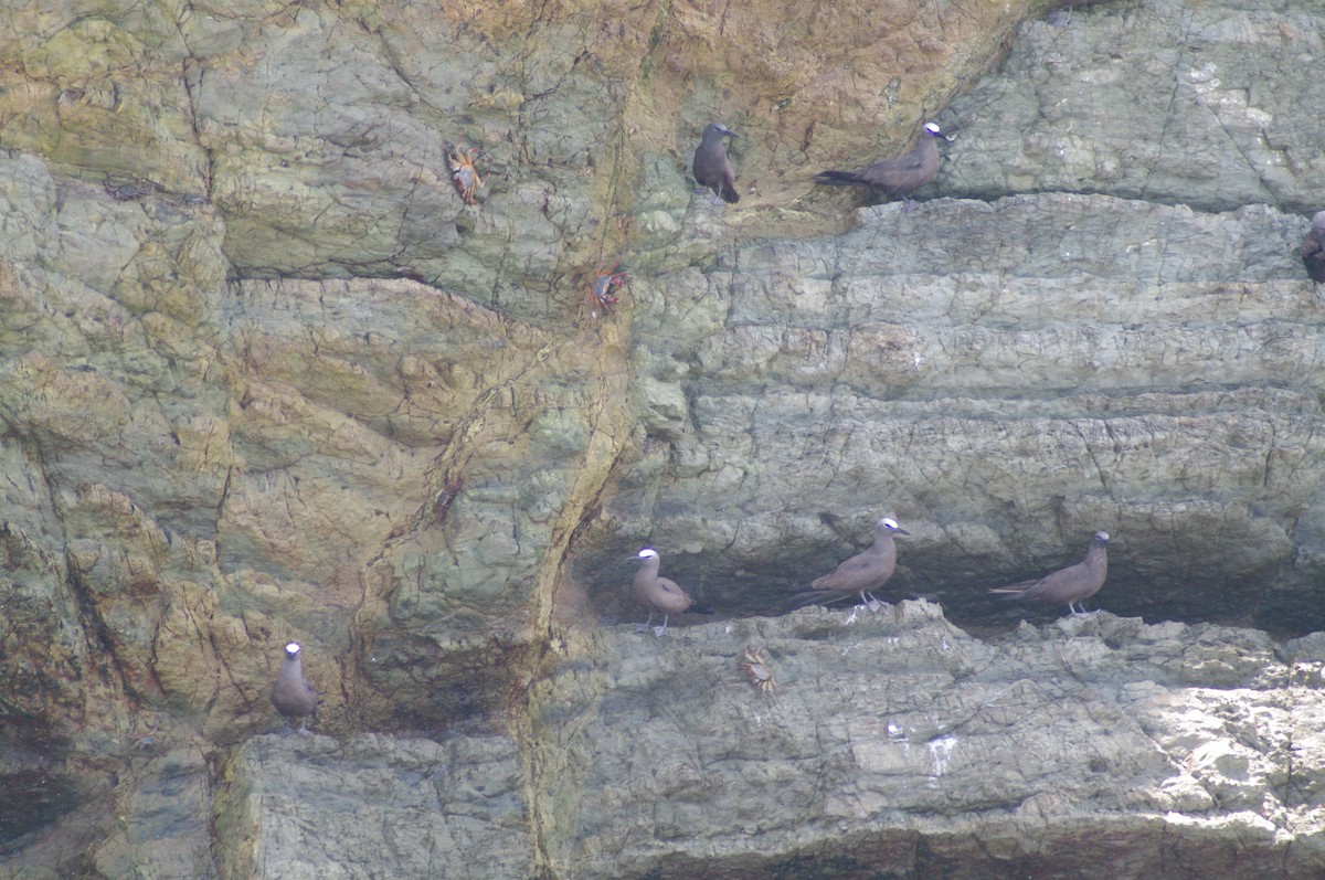 Brown Noddy - ML624102165