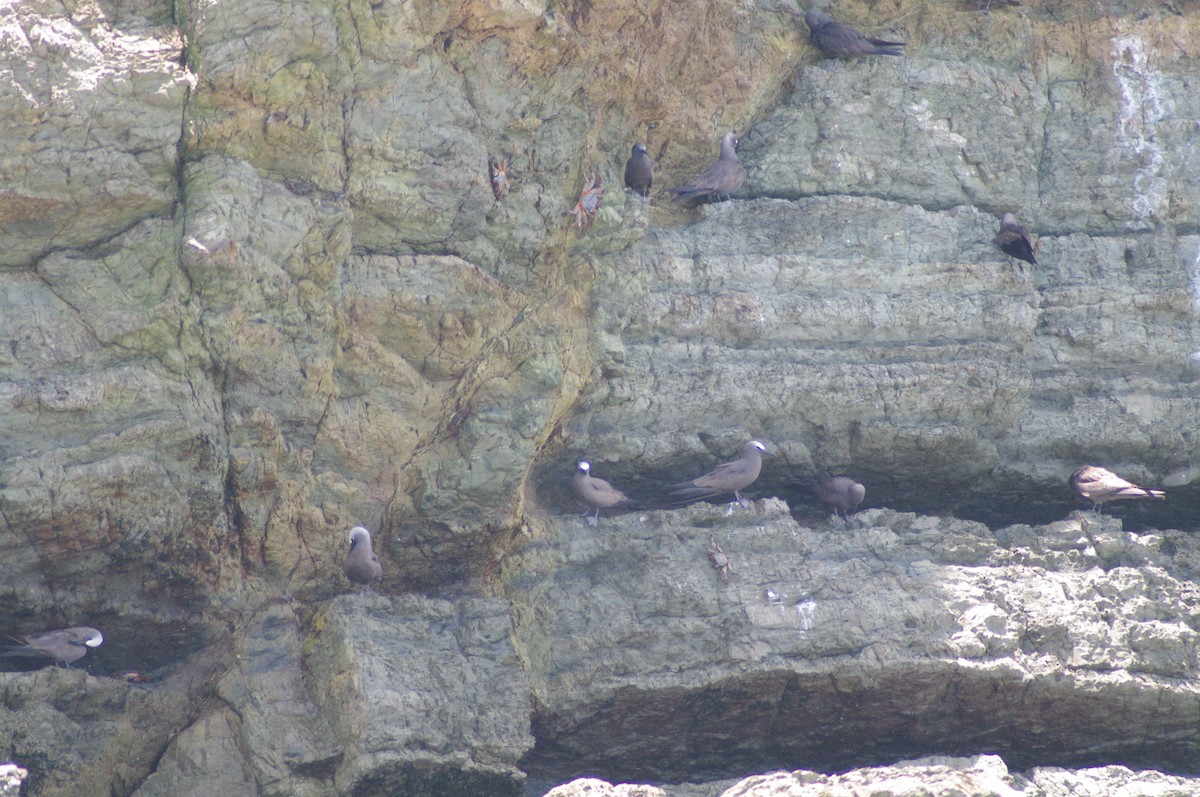 Brown Noddy - ML624102166