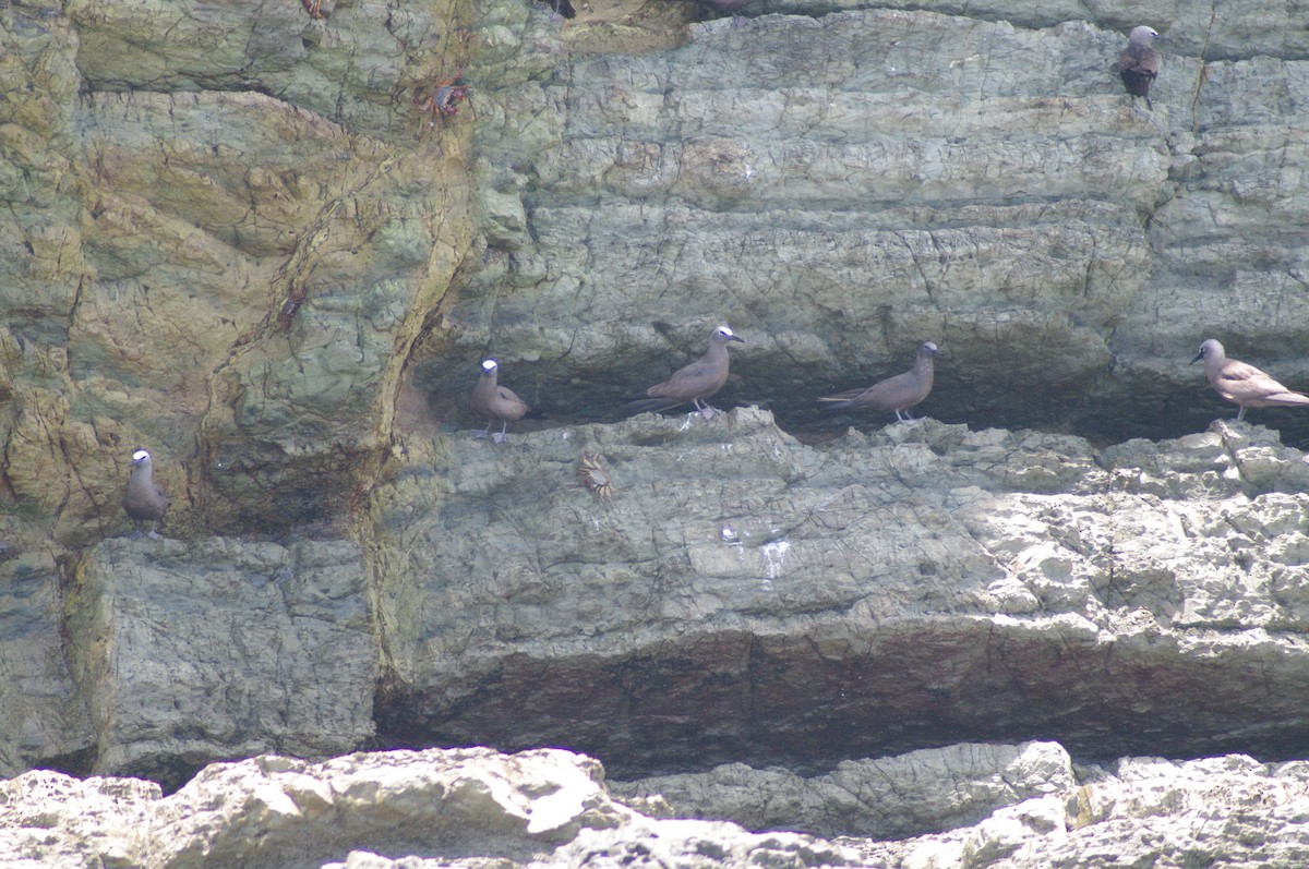 Brown Noddy - ML624102167