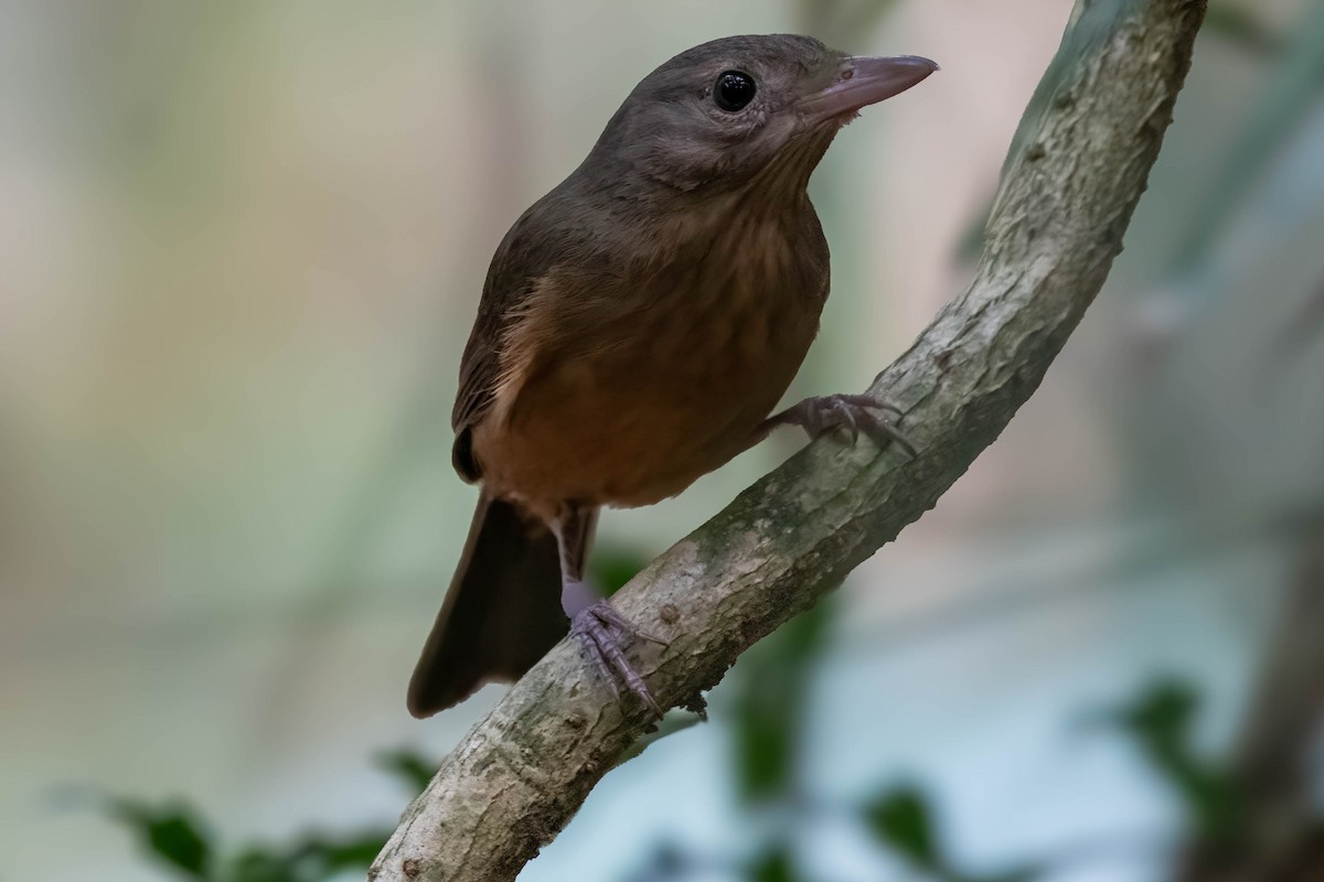 Rufous Shrikethrush - ML624102169