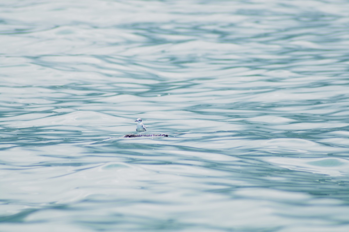 Black Tern - ML624102173