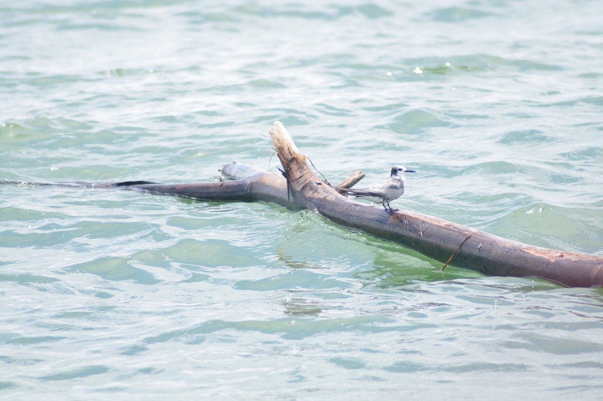 Black Tern - ML624102174