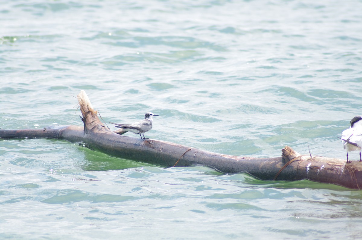 Black Tern - ML624102175