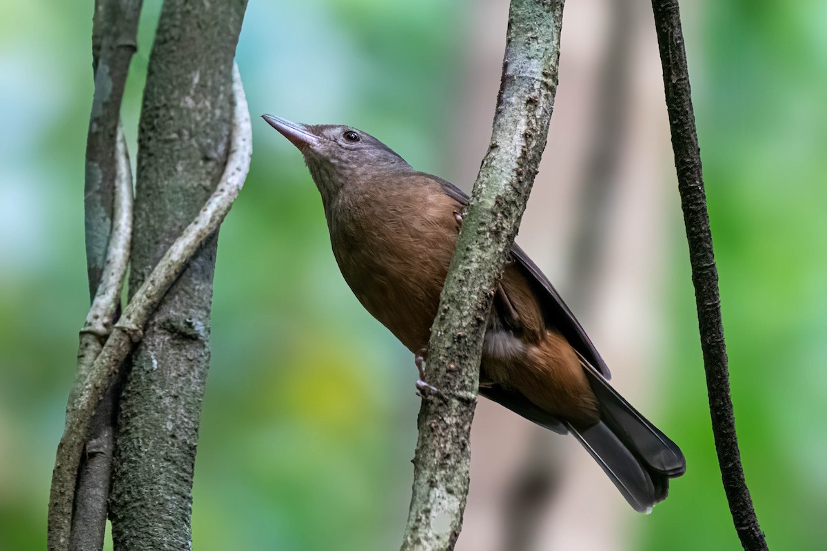 Rufous Shrikethrush - ML624102177