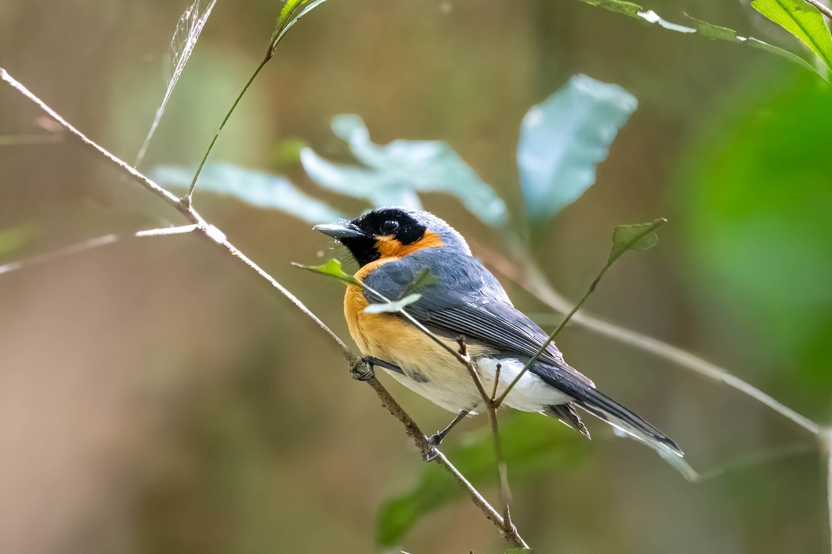 Spectacled Monarch - Gordon Arthur