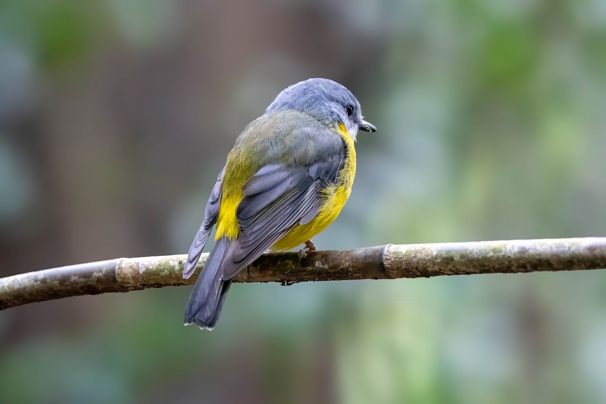 Eastern Yellow Robin - ML624102194