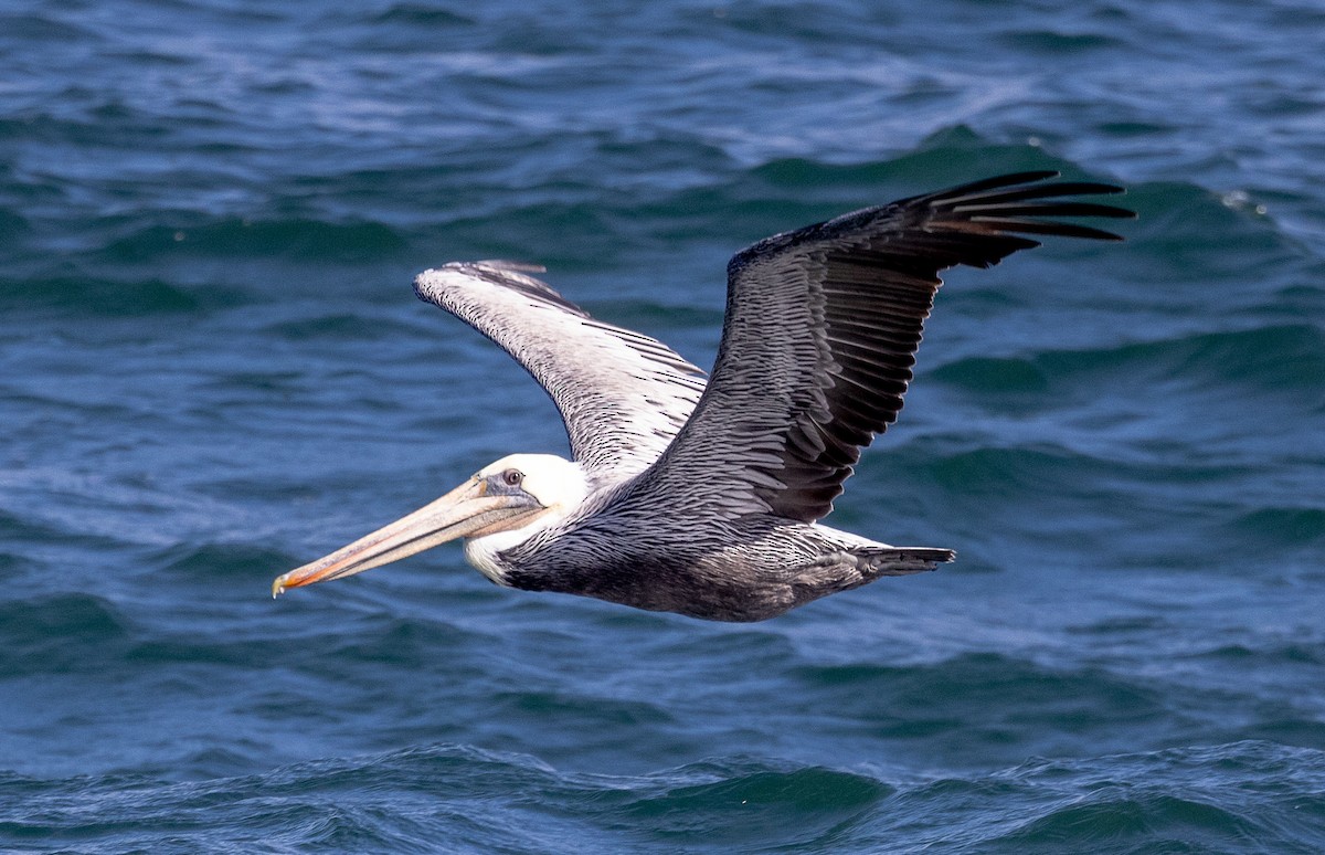 Brown Pelican - ML624102198