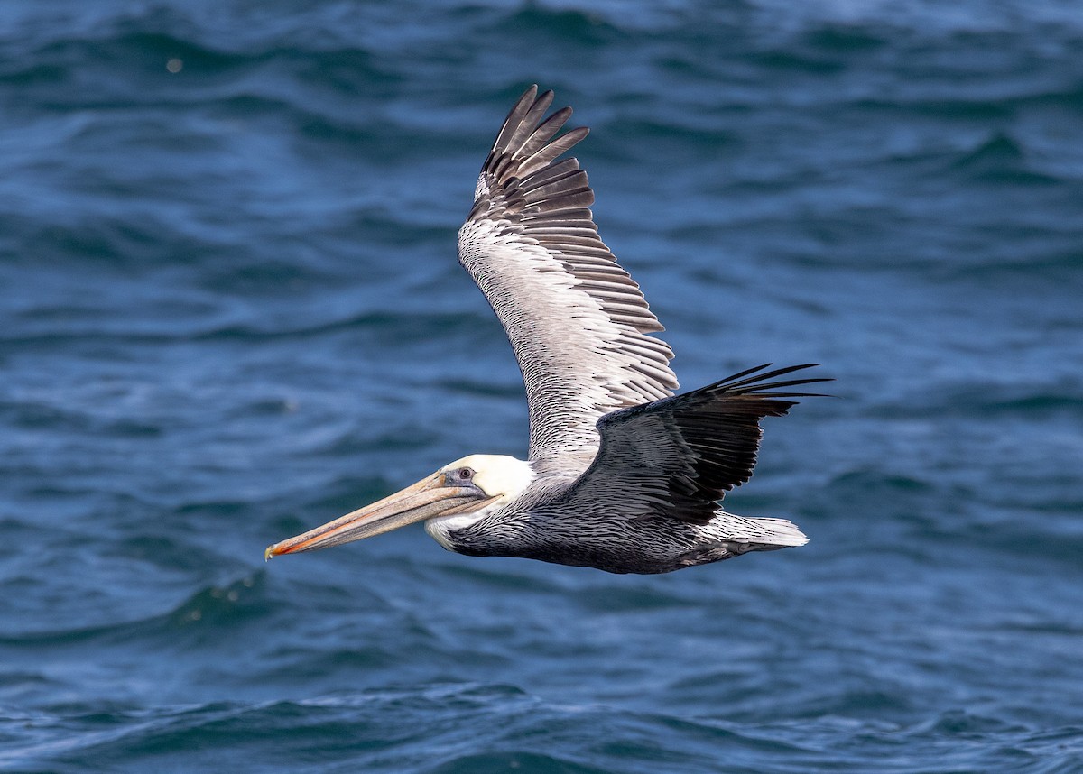 Brown Pelican - ML624102199