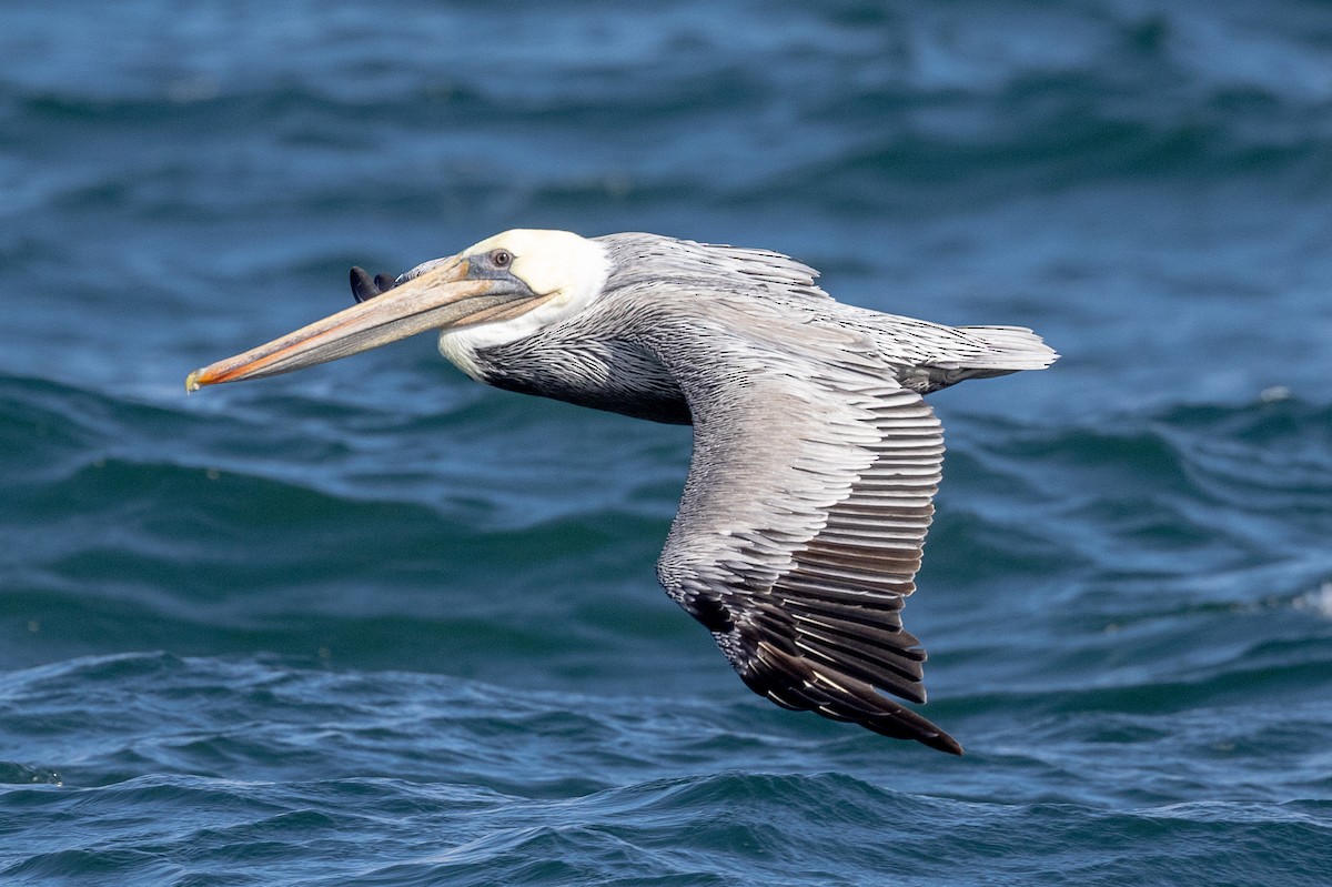 Brown Pelican - ML624102200