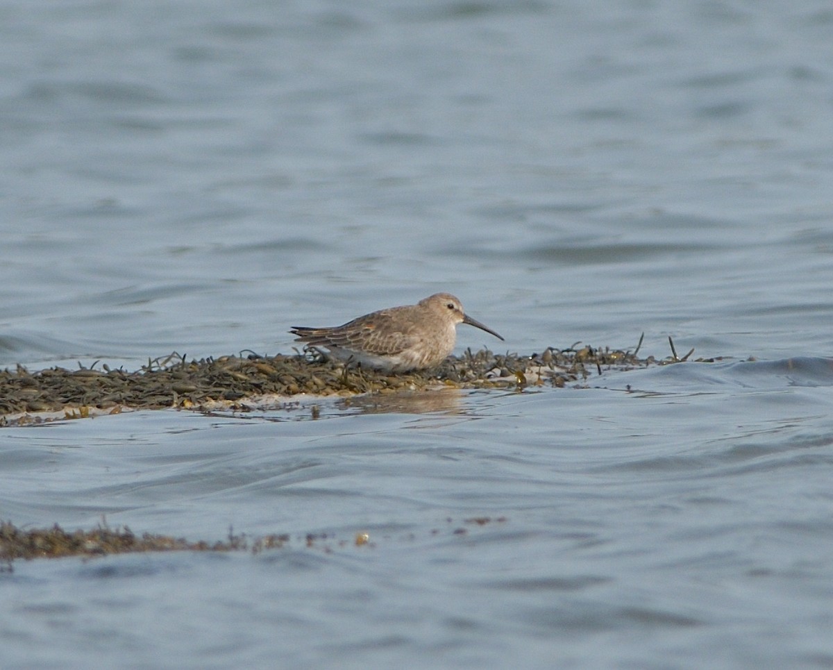 Dunlin - Woody Gillies