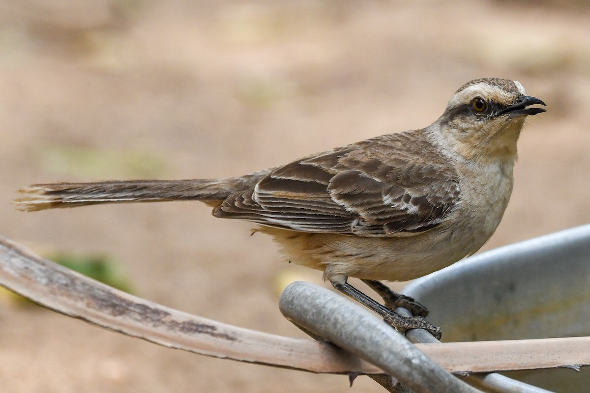 Chalk-browed Mockingbird - ML624102243