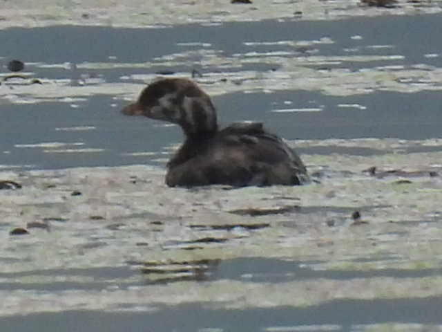 Pied-billed Grebe - Joseph McGill