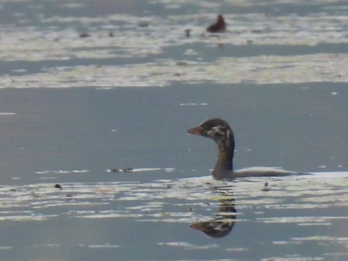 Pied-billed Grebe - Joseph McGill