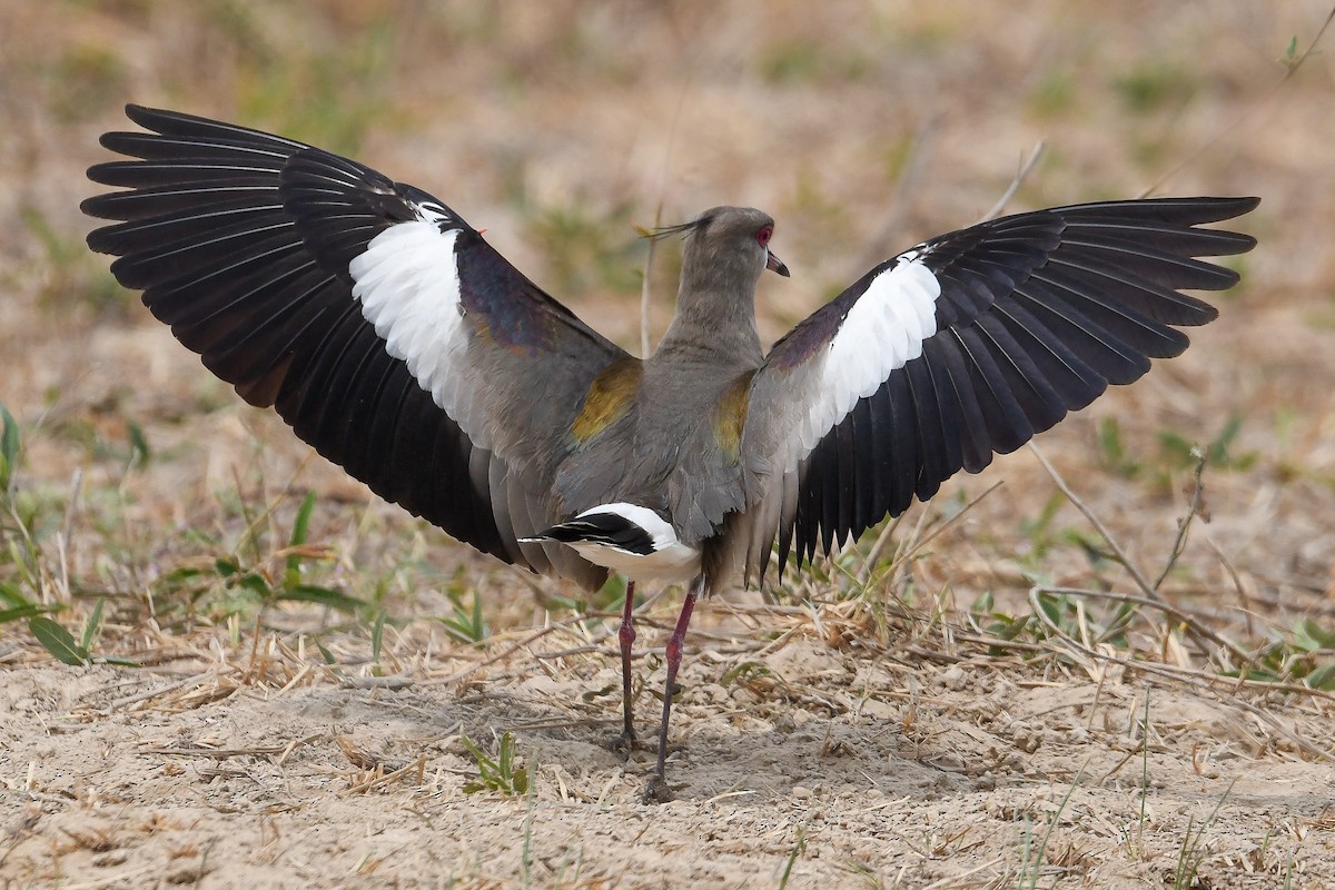 Southern Lapwing - Bill Asteriades