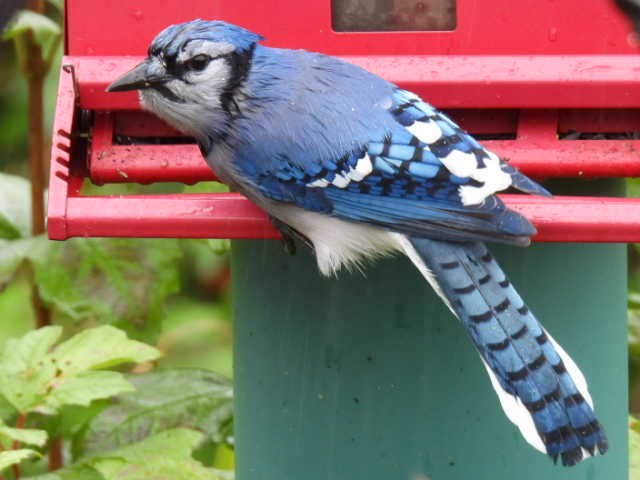 Blue Jay - Joseph McGill